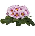 Afbeelding van Primula P10.5 gebroken knop/1bloem Appleblossom